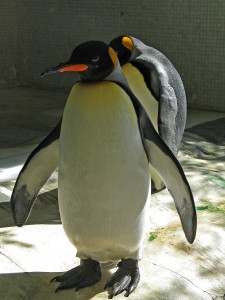 pinguino